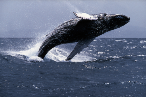 CimesEvasion_Voyagesgroupes_AgencedeVoyages_AmeriqueduSud_ColombieOlivia_Costa_Connemara