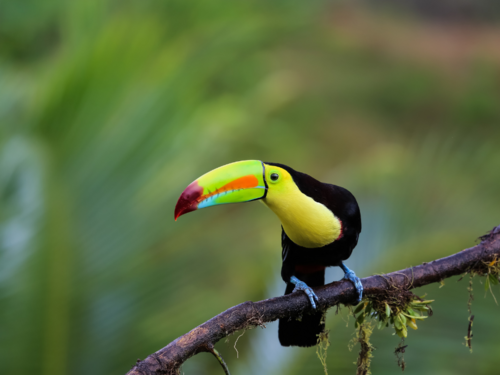 Costa Rica toucan