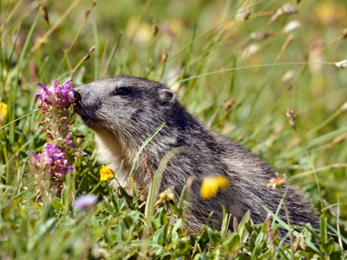 obervation des marmottes en famille avec Cimes Evasion
